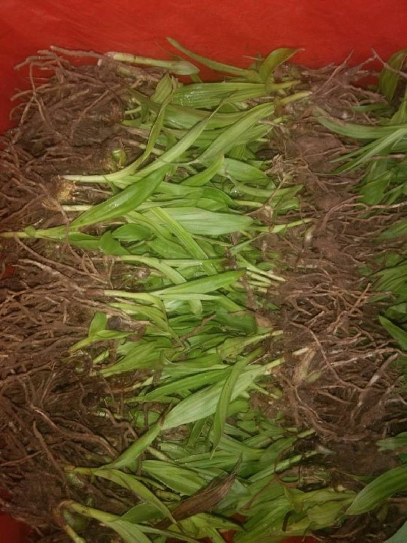 三叉白芨种苗10~20cm