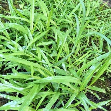 三叉白芨种苗10~20cm