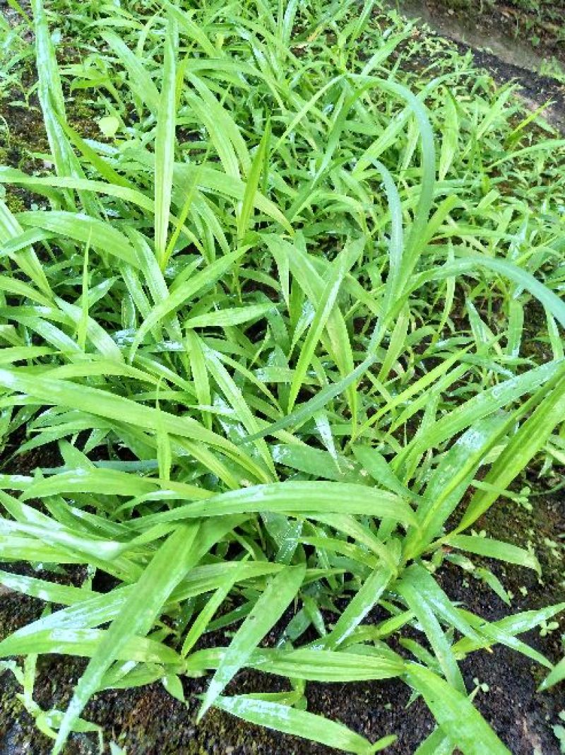 三叉白芨种苗10~20cm
