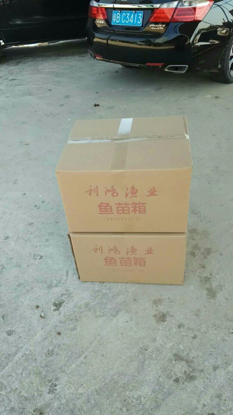 鳜鱼鱼苗桂花鱼苗翘嘴鳜