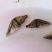 鳜鱼鱼苗桂花鱼苗翘嘴鳜