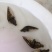 鳜鱼鱼苗桂花鱼苗翘嘴鳜