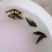 鳜鱼鱼苗桂花鱼苗翘嘴鳜