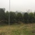 地径12-18公分，冠2.5以上