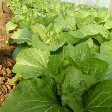 黄心白菜4~6斤净菜