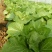黄心白菜4~6斤净菜