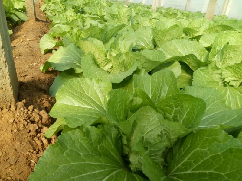 黄心白菜4~6斤净菜