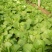 黄心白菜4~6斤净菜