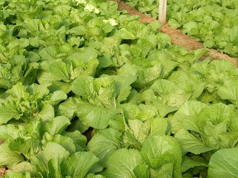 黄心白菜4~6斤净菜