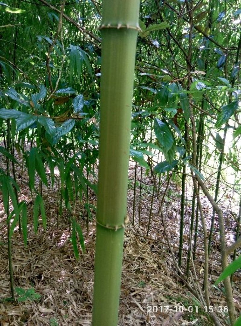 方竹1~2m