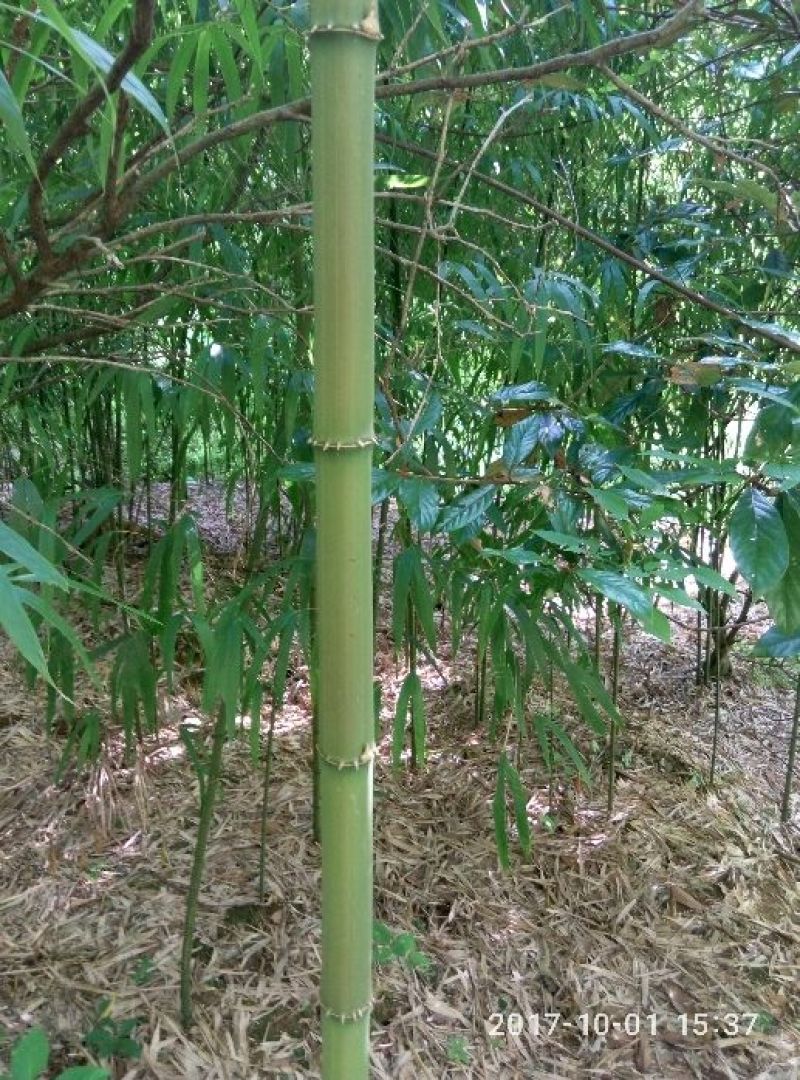 方竹1~2m