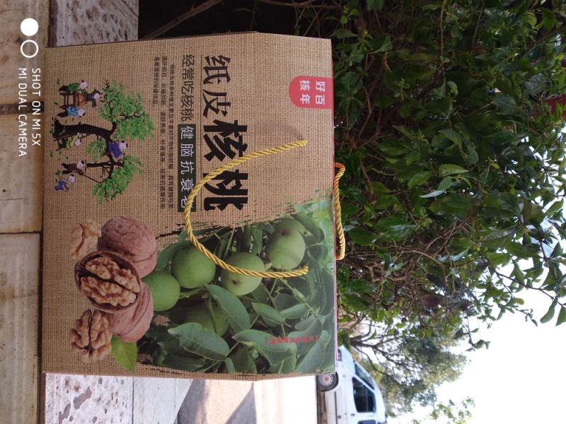 核桃去皮25~30mm干