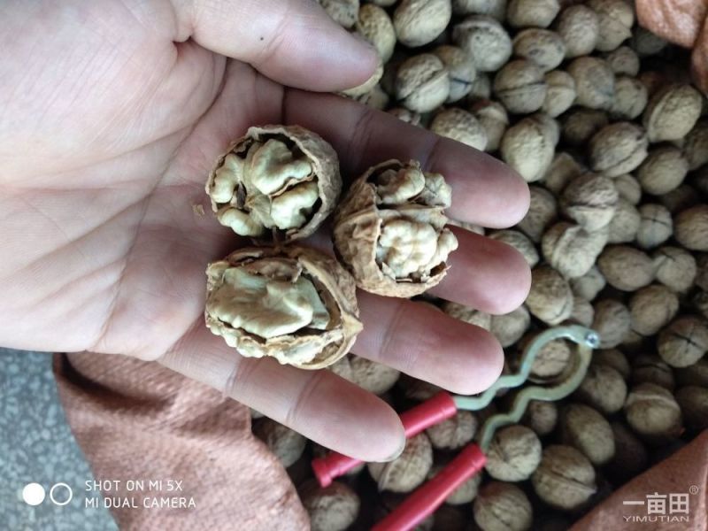 核桃去皮25~30mm干