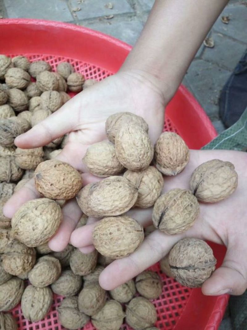 核桃25~30mm去皮干