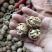 核桃25~30mm去皮干