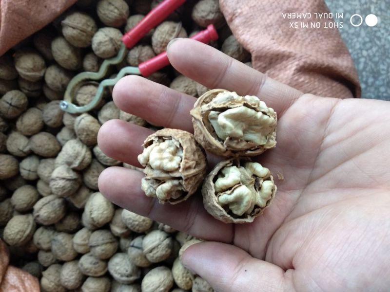 核桃25~30mm去皮干