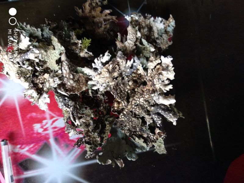树花菜树皮