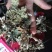 树花菜树皮
