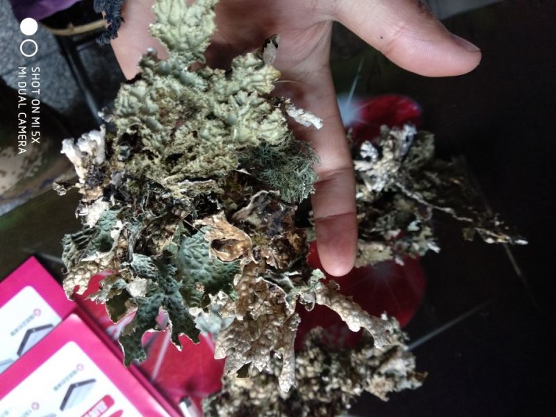 树花菜树皮
