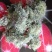 树花菜树皮