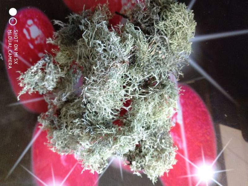 树花菜树皮