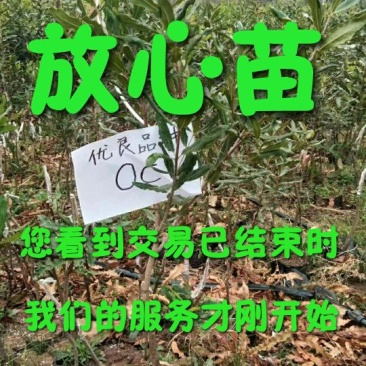 澳洲坚果嫁接苗（夏威夷果）品种保证对版，假一赔百。
