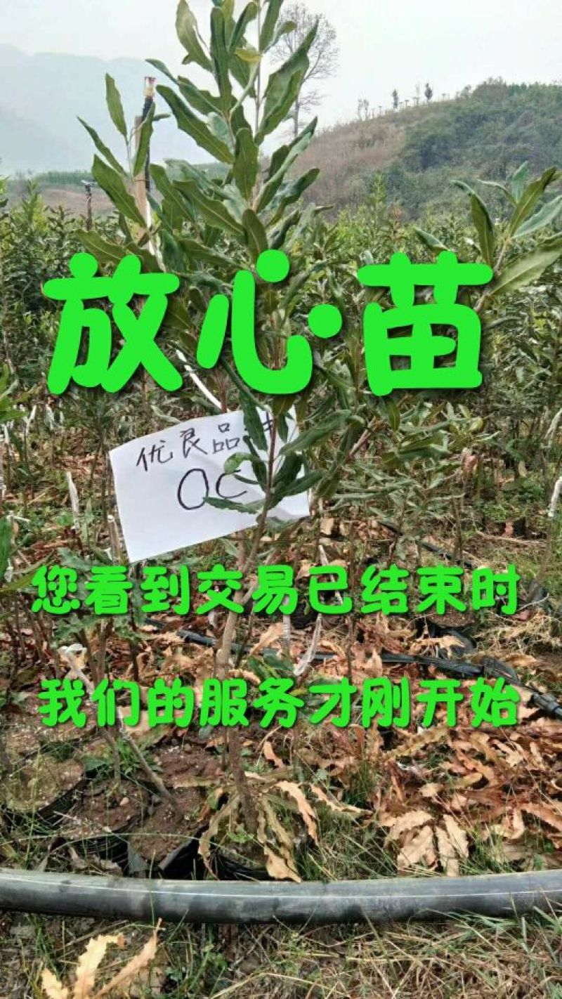 澳洲坚果嫁接苗（夏威夷果）品种保证对版，假一赔百。