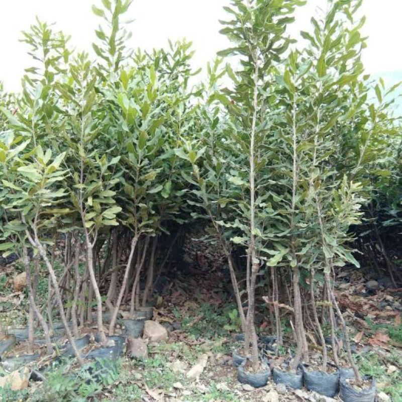 澳洲坚果嫁接苗（夏威夷果）品种保证对版，假一赔百。