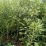 澳洲坚果嫁接苗（夏威夷果）品种保证对版，假一赔百。
