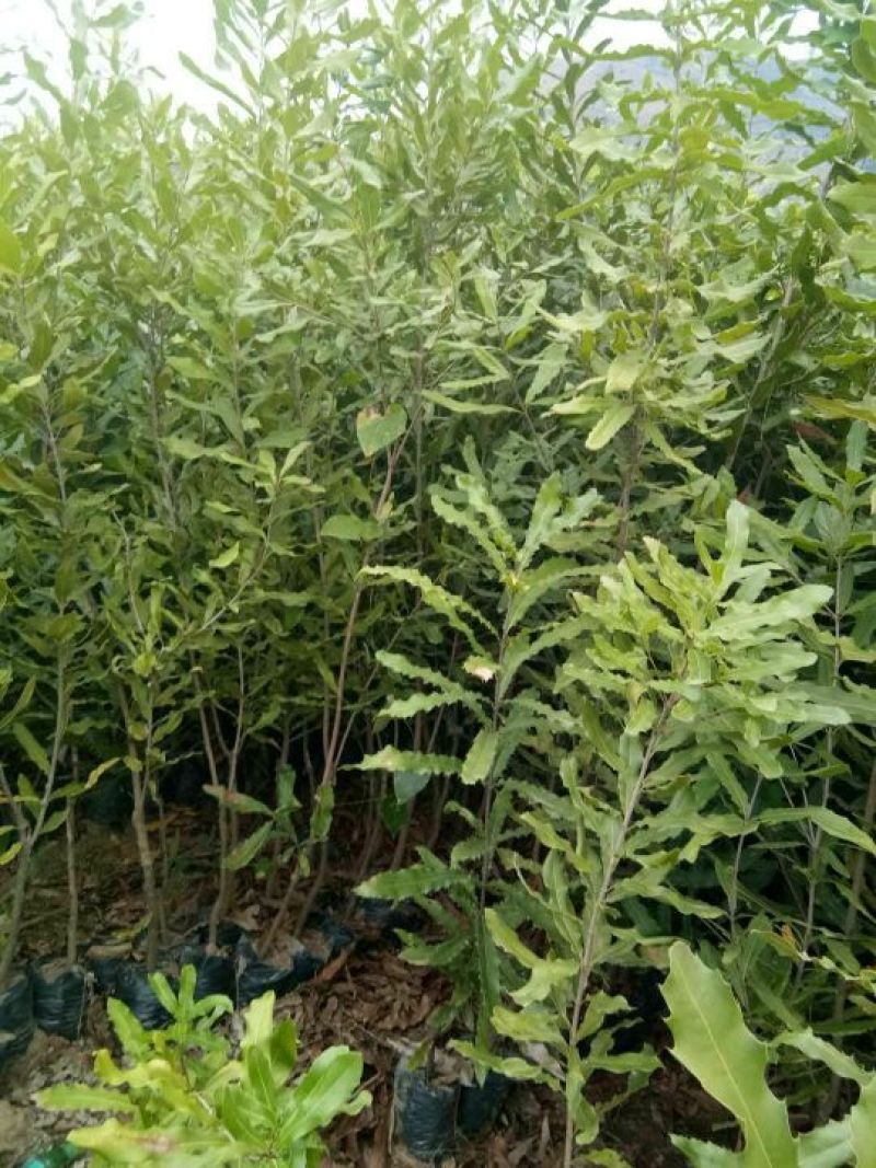 澳洲坚果嫁接苗（夏威夷果）品种保证对版，假一赔百。
