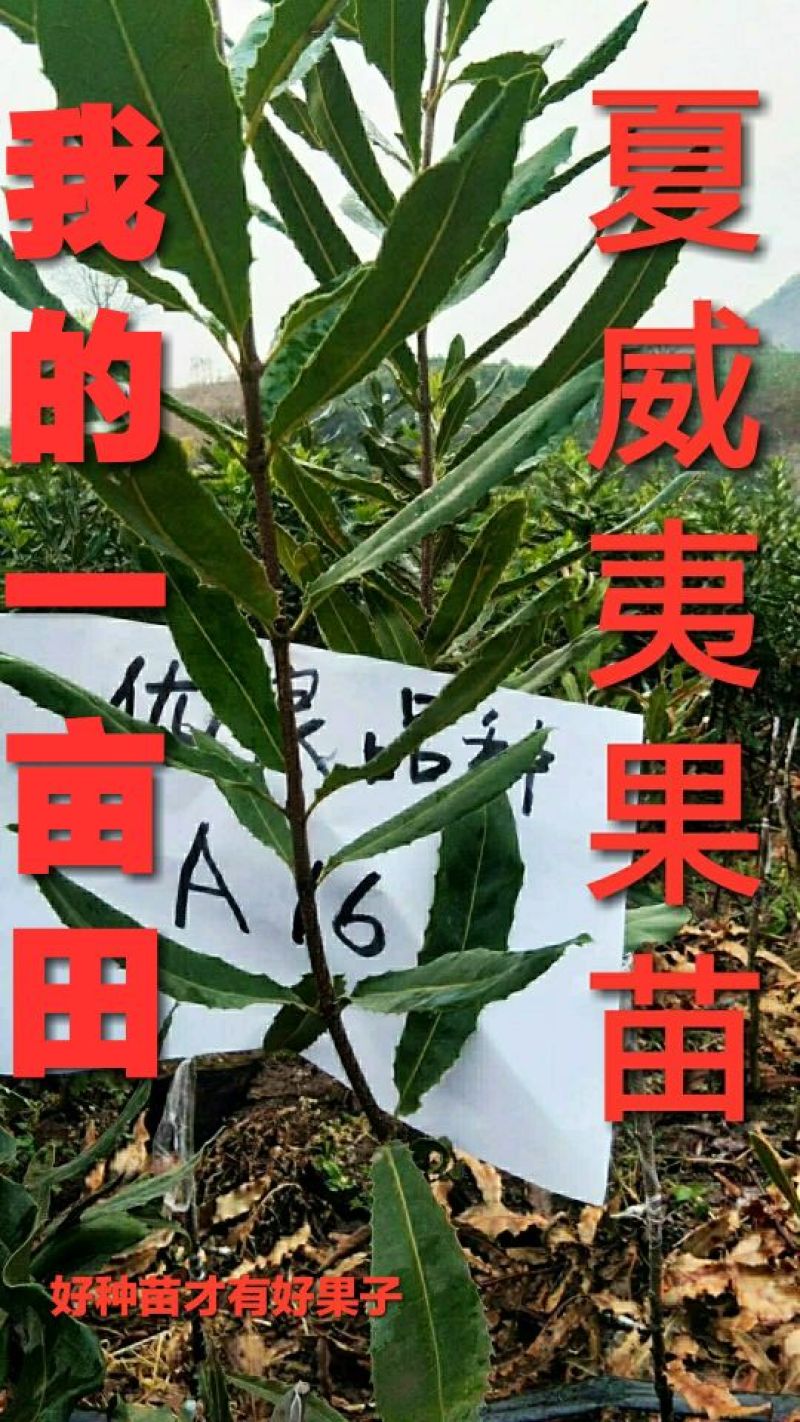 澳洲坚果嫁接苗（夏威夷果）品种保证对版，假一赔百。