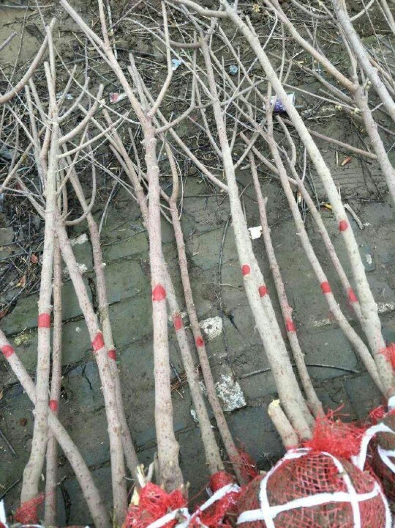 腊梅腊梅七公分商丘货源带花包成活