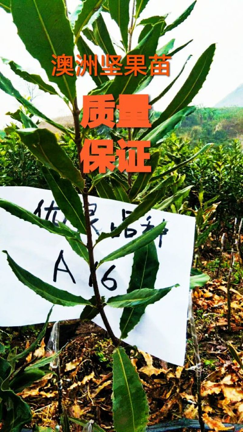 澳洲坚果苗（夏威夷果）嫁接苗