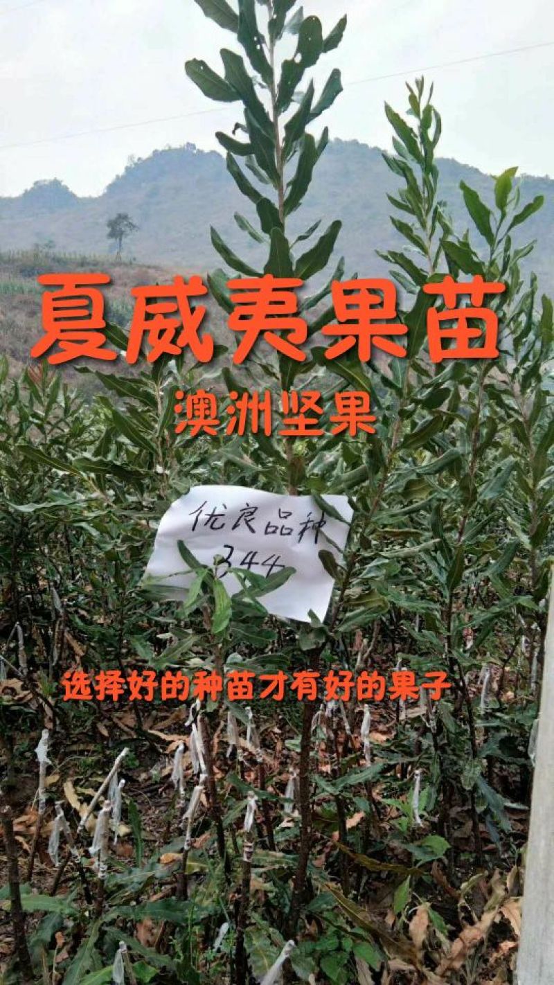 澳洲坚果苗（夏威夷果）嫁接苗