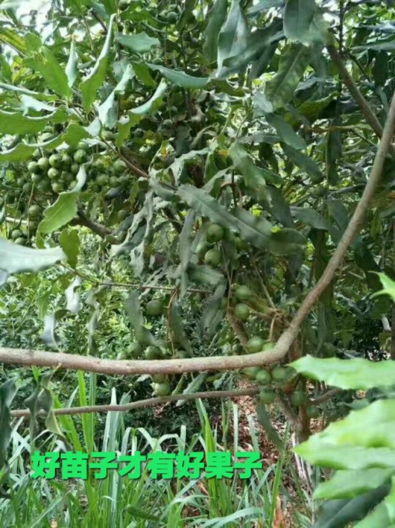 澳洲坚果苗（夏威夷果）嫁接苗