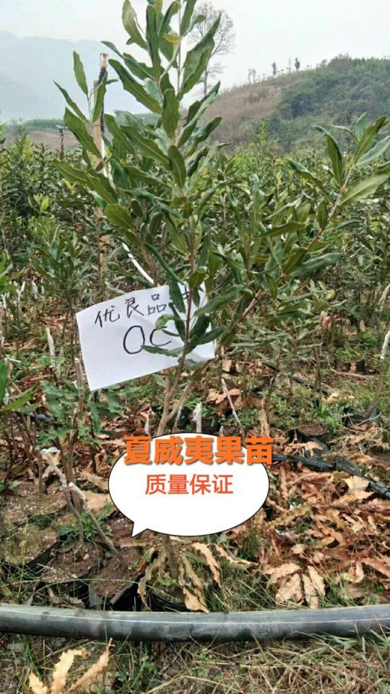 澳洲坚果苗（夏威夷果）嫁接苗