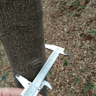 皂角树苗50~80cm