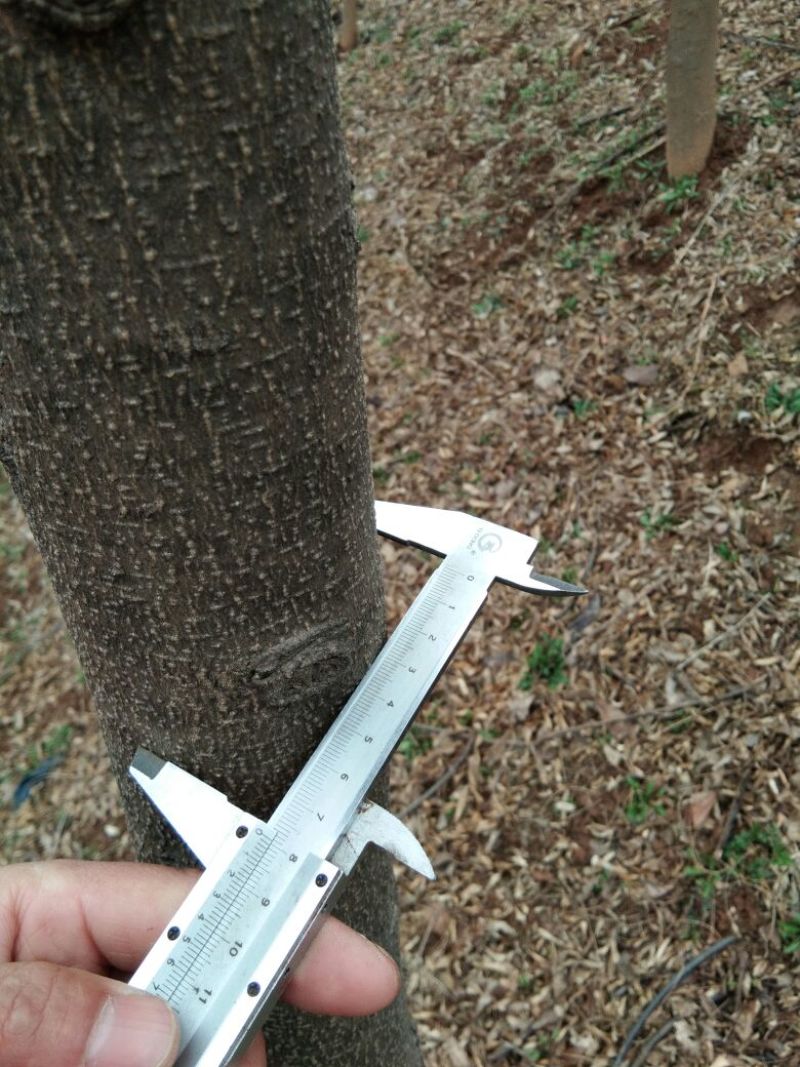 皂角树苗50~80cm
