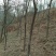 皂角树苗50~80cm