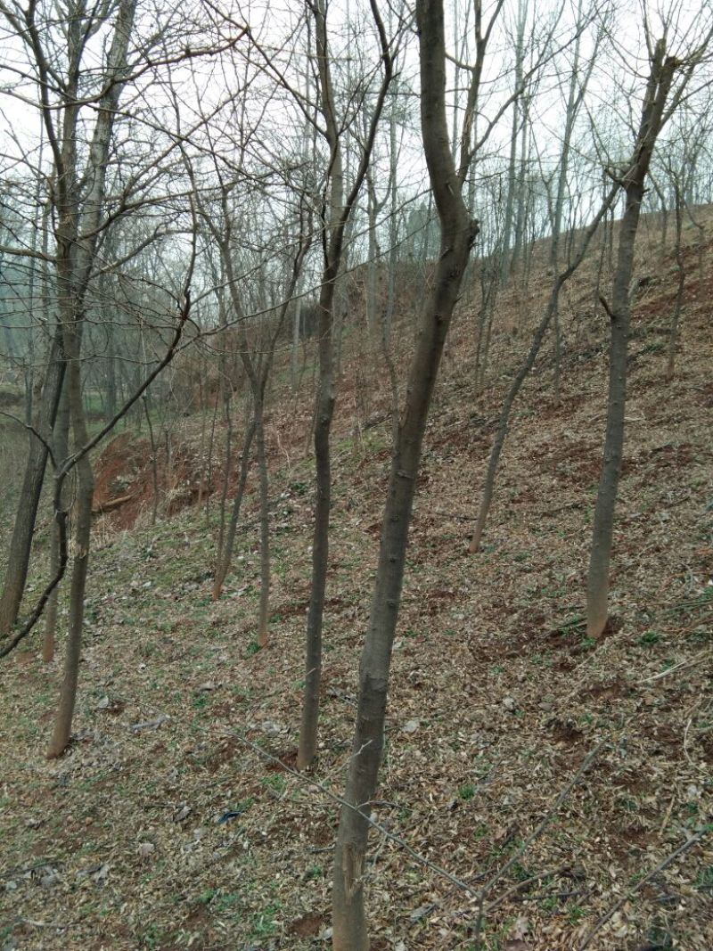 皂角树苗50~80cm