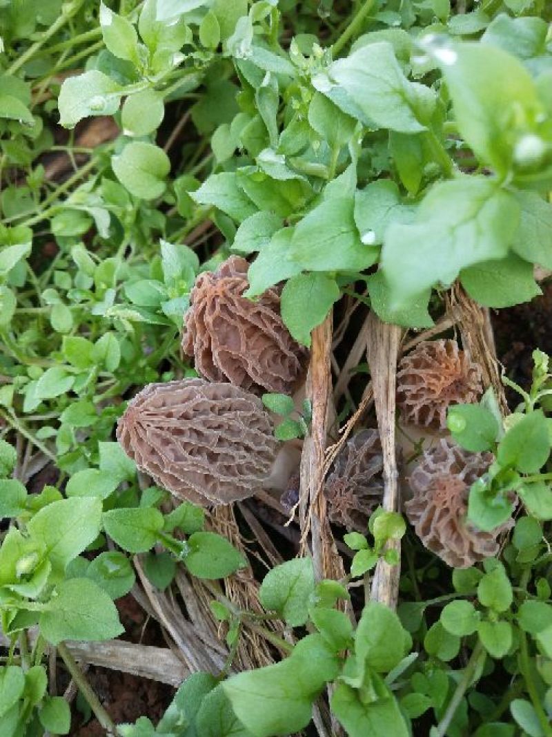 羊肚耳羊肚菌