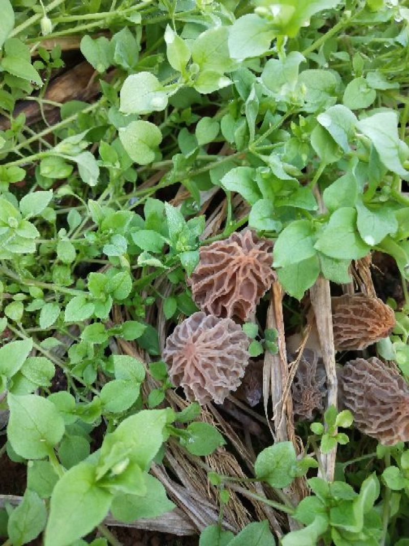 羊肚耳羊肚菌