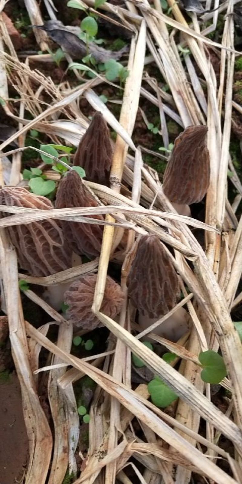 羊肚耳羊肚菌