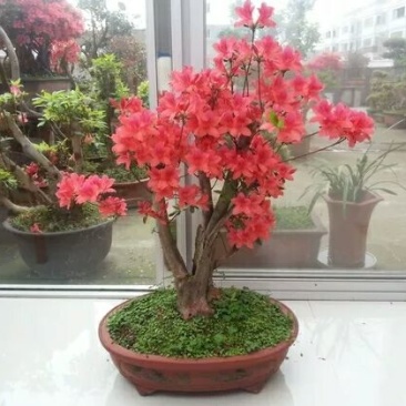 映山红树桩5cm以下