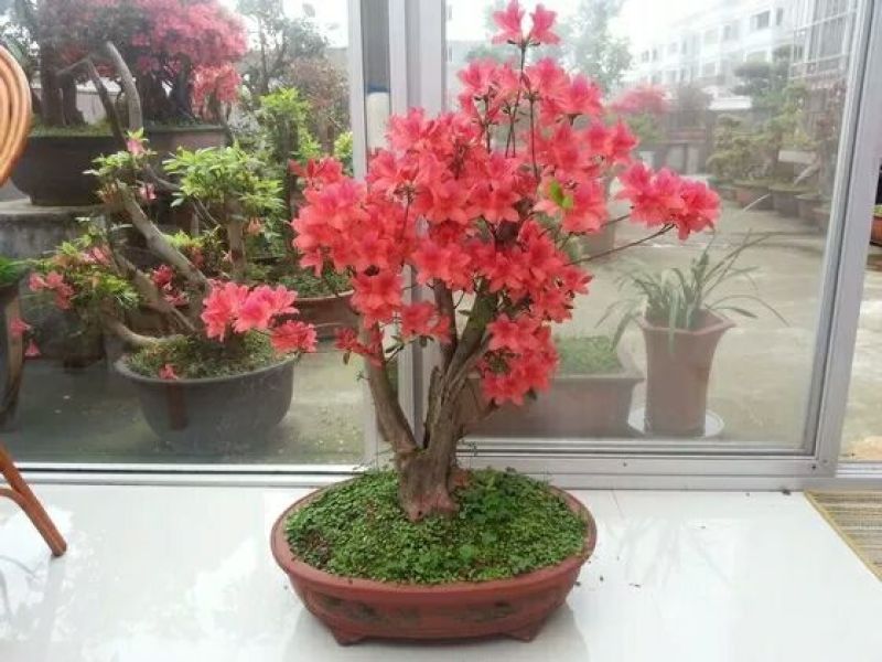 映山红树桩5cm以下