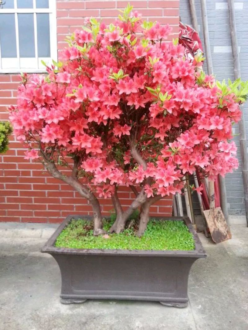 映山红树桩5cm以下