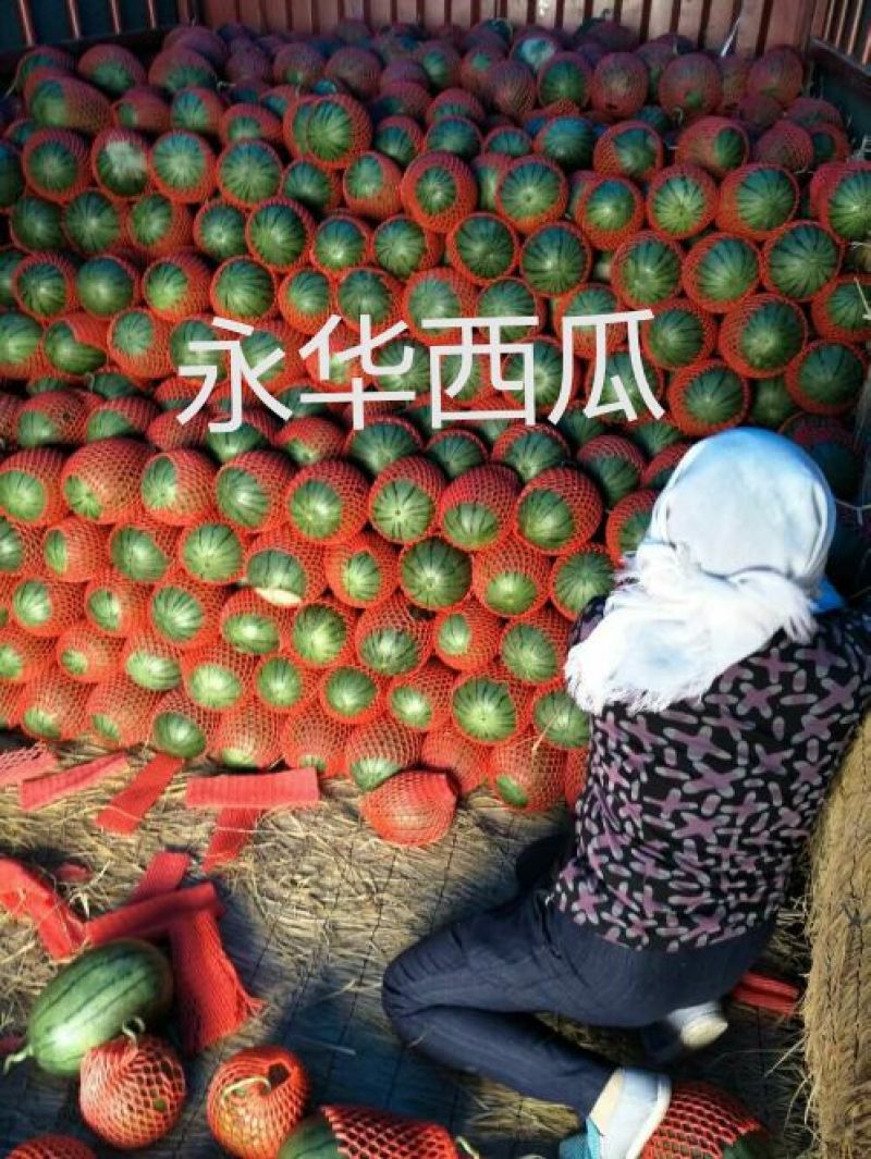 早春红玉头茬瓜，产地直供，支持看货保质保量原棚直供