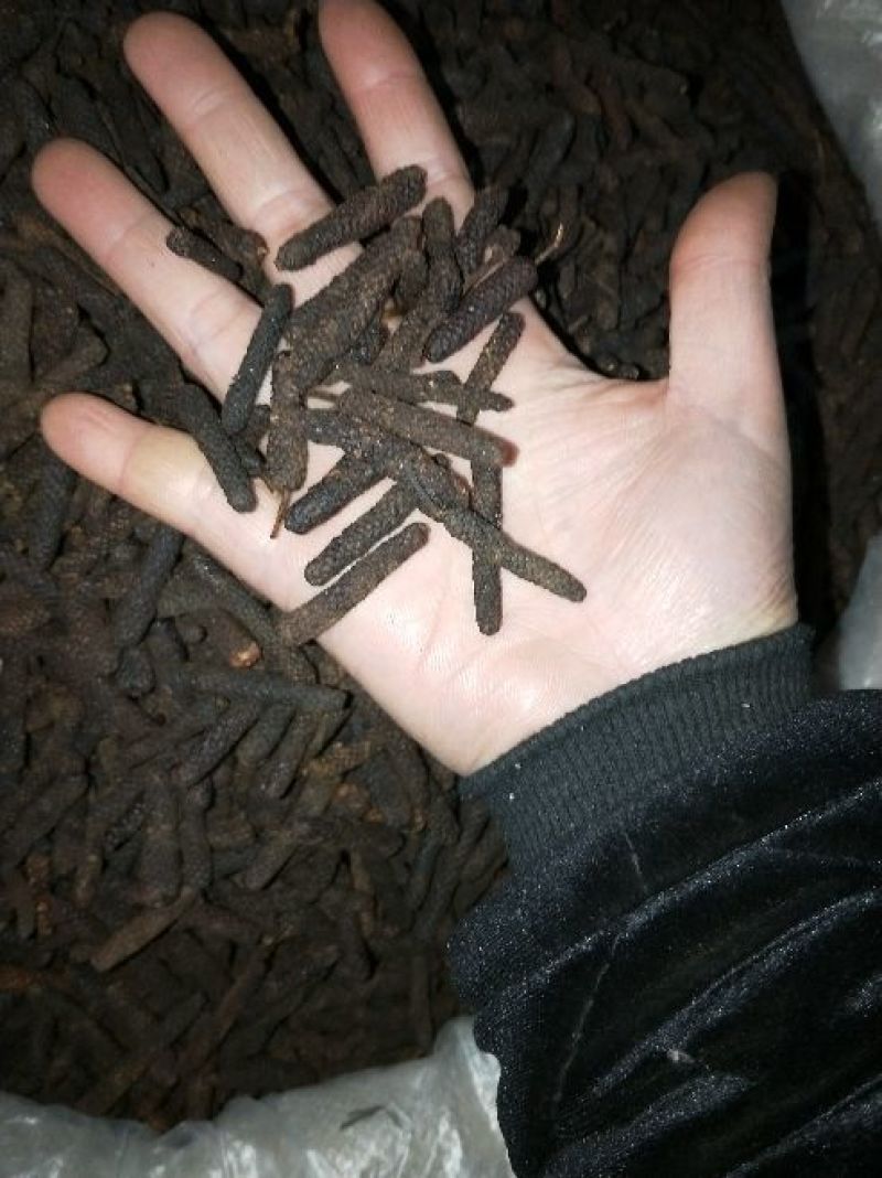 荜茇