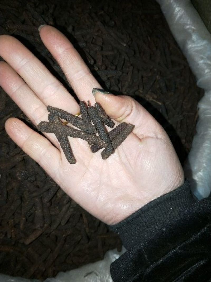 荜茇