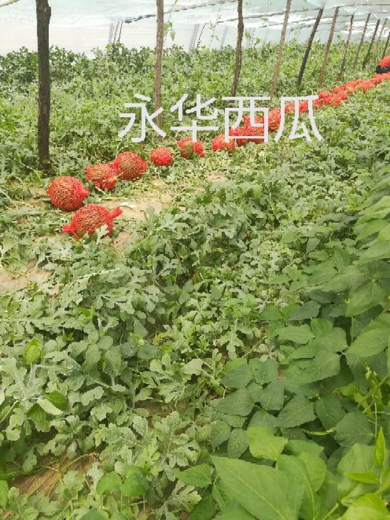 美都8424麒麟西瓜有籽无籽美都西瓜大量供货